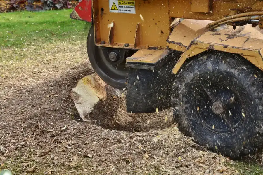 Can Stump Grinding Help With Yard Drainage Issues in Burlington, WA Can Stump Grinding Help With Yard Drainage Issues in Burlington, WA