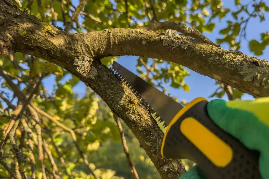 Excellent Tree Trimming Service Burlington, WA Excellent Tree Trimming Service Burlington, WA
