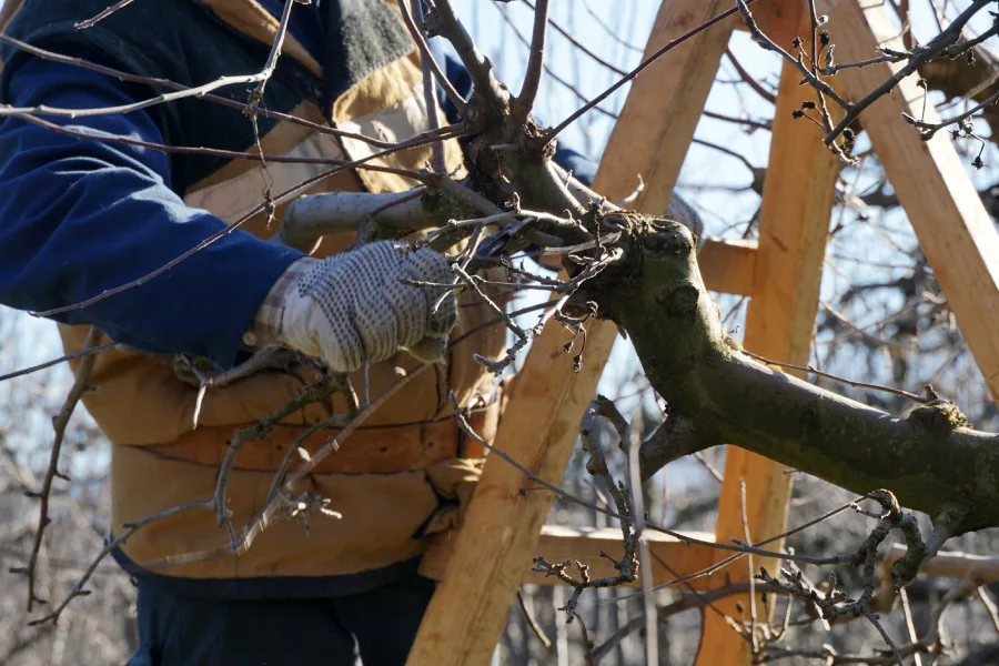 Experienced Tree Pruning Service Burlington, WA Experienced Tree Pruning Service Burlington, WA