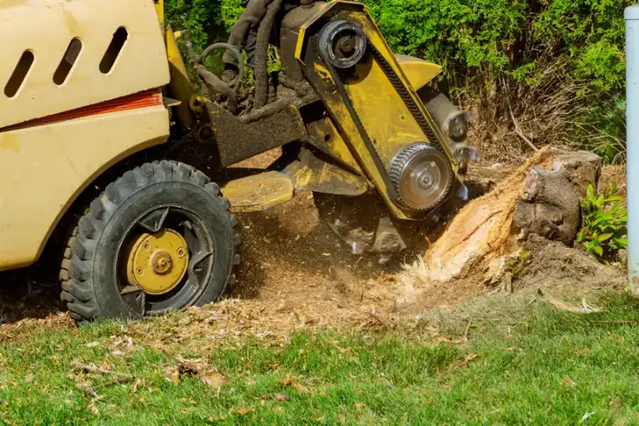 How To Choose The Right Stump Grinding Service For Your Needs Burlington, WA How To Choose The Right Stump Grinding Service For Your Needs Burlington, WA