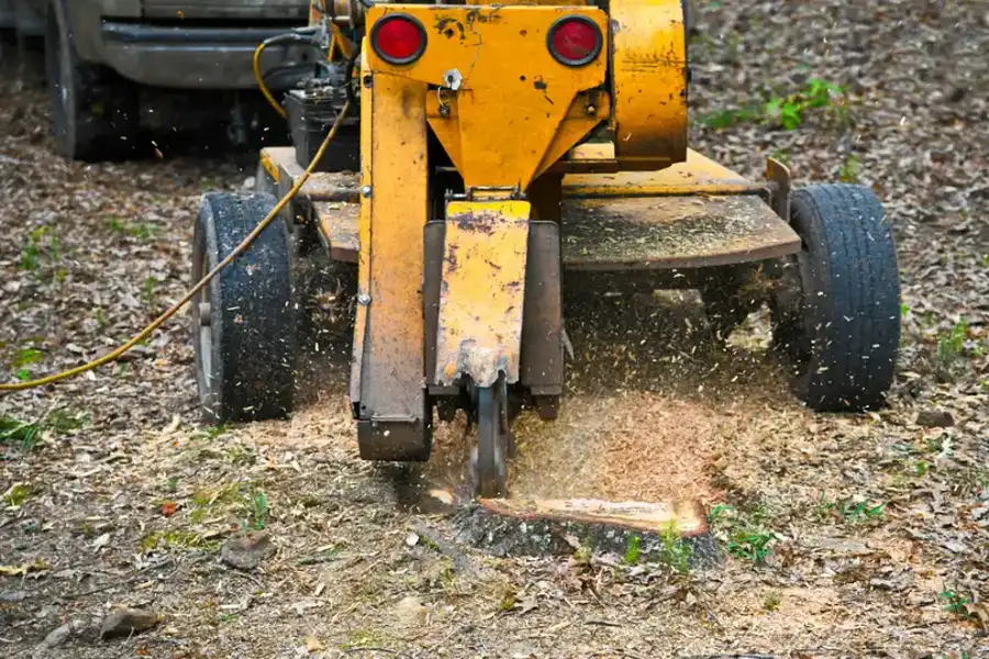 How To Choose The Right Stump Grinding Service For Your Needs in Burlington, WA How To Choose The Right Stump Grinding Service For Your Needs in Burlington, WA