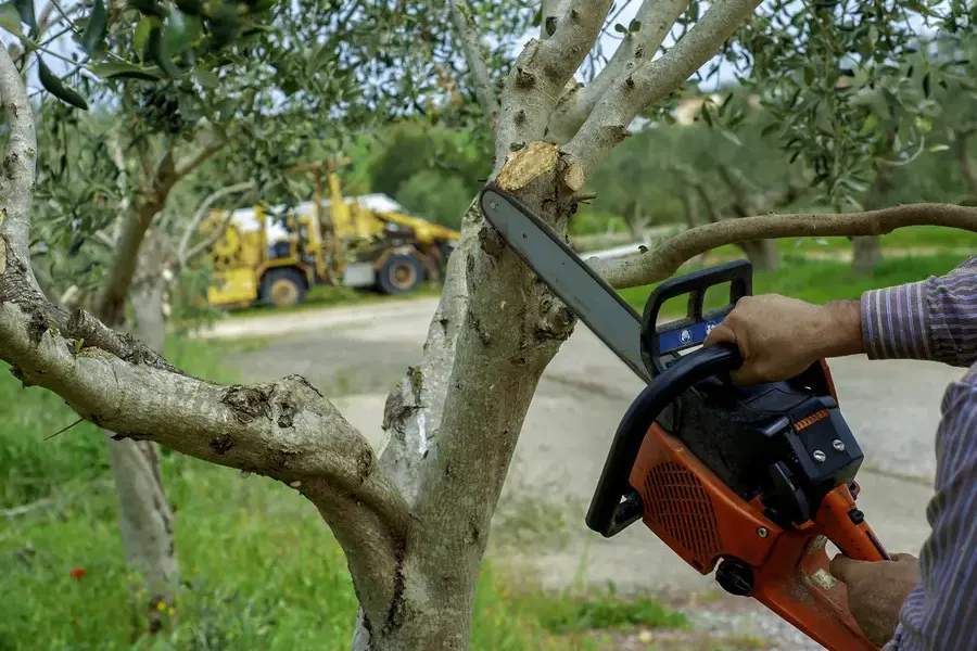 How Tree Trimming Improves Airflow And Sunlight Access Burlington, WA How Tree Trimming Improves Airflow And Sunlight Access Burlington, WA