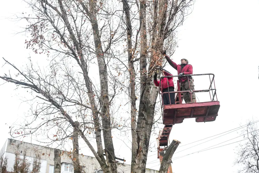 How Tree Trimming Improves Airflow And Sunlight Access in Burlington, WA How Tree Trimming Improves Airflow And Sunlight Access in Burlington, WA