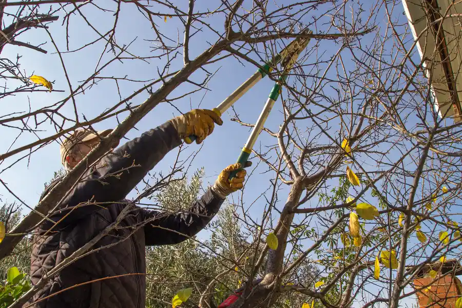 How Tree Trimming Prevents Storm Damage To Your Home Burlington, WA How Tree Trimming Prevents Storm Damage To Your Home Burlington, WA