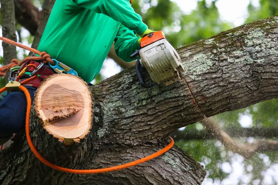 Premium Tree Trimming Service Burlington, WA Premium Tree Trimming Service Burlington, WA