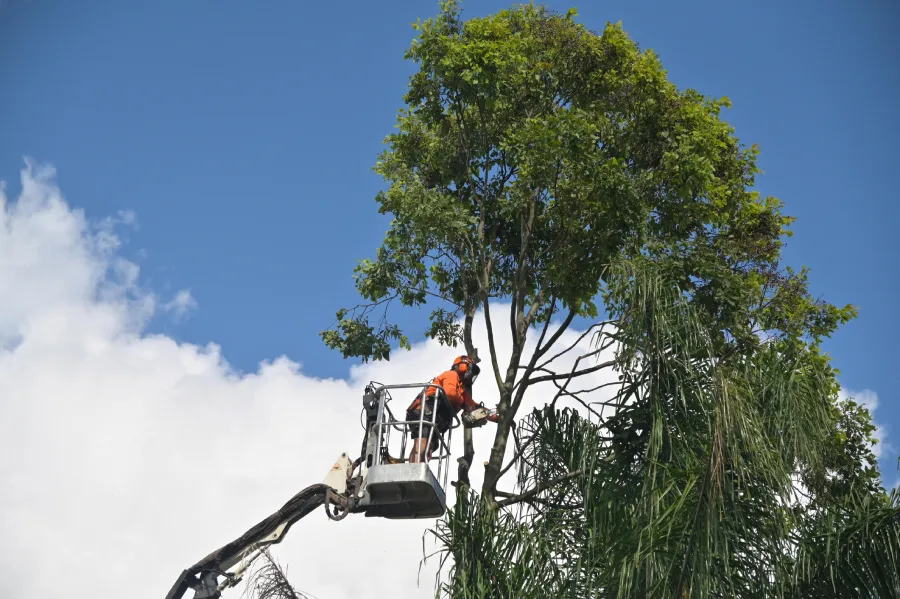 Professional Tree Company in Burlington, WA Professional Tree Company in Burlington, WA