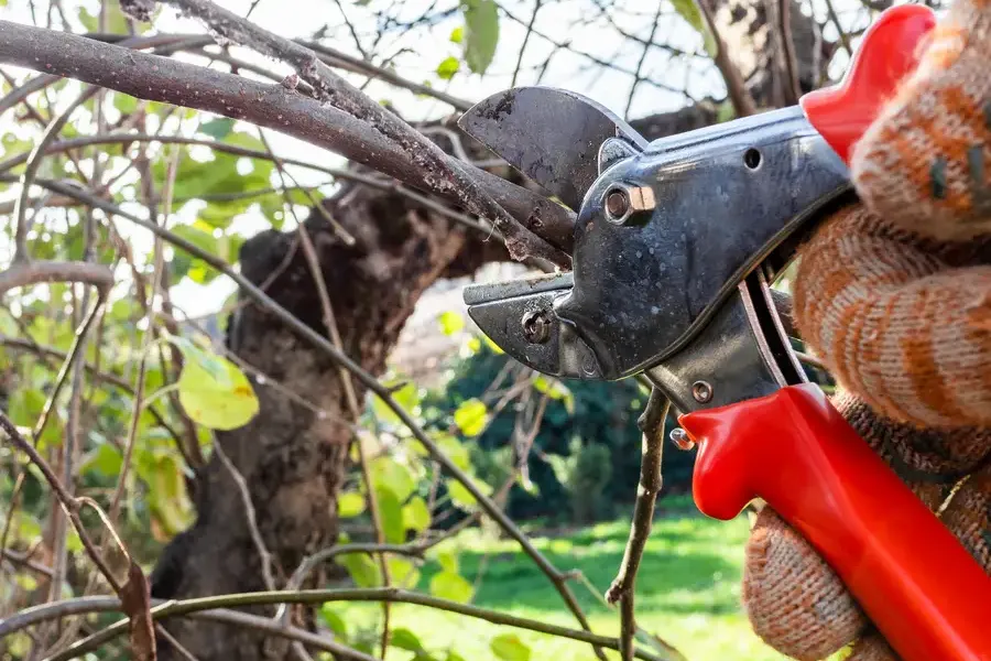 Professional Tree Pruning Service Burlington, WA Professional Tree Pruning Service Burlington, WA