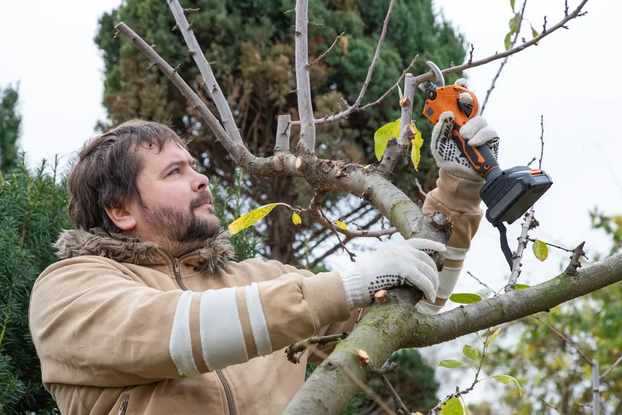 Quality Tree Pruning Service Burlington, WA Quality Tree Pruning Service Burlington, WA