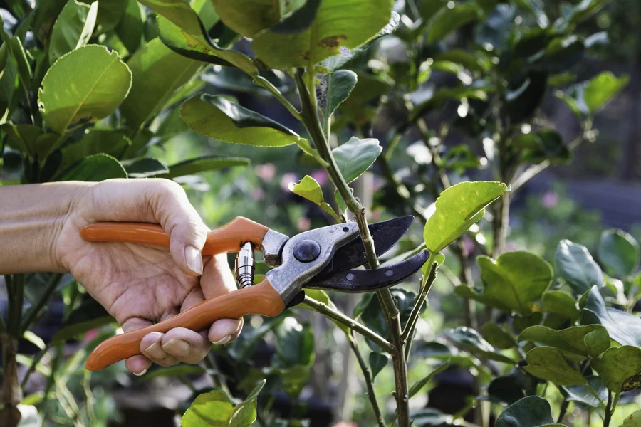 The Role Of Tree Pruning Service In Preventing Storm Damage Burlington, WA The Role Of Tree Pruning Service In Preventing Storm Damage Burlington, WA