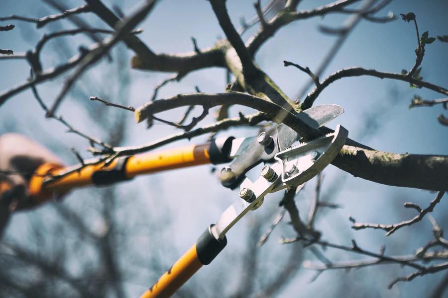 The Role Of Tree Pruning Service In Preventing Storm Damage in Burlington, WA The Role Of Tree Pruning Service In Preventing Storm Damage in Burlington, WA