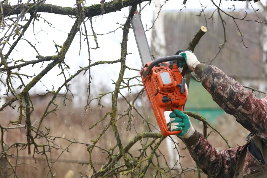 Top-rated Tree Trimming Service Burlington, WA Top-rated Tree Trimming Service Burlington, WA