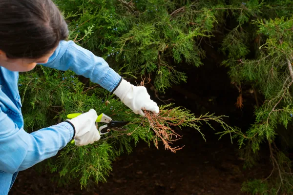 Tree Pruning Service