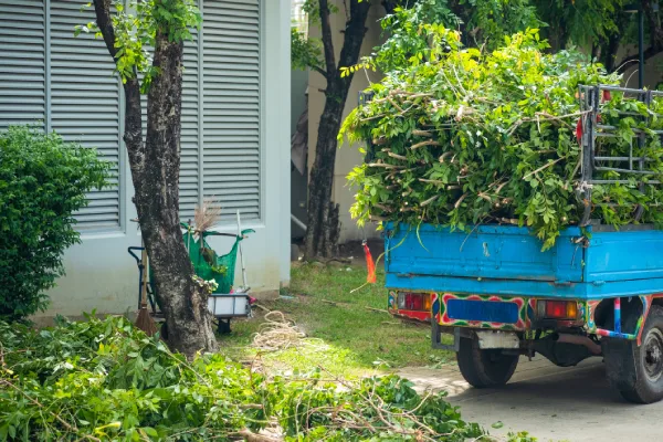 Tree Trimming Service