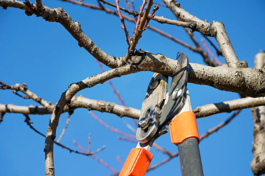 Why Tree Pruning Service Is Essential For Property Safety Burlington, WA Why Tree Pruning Service Is Essential For Property Safety Burlington, WA