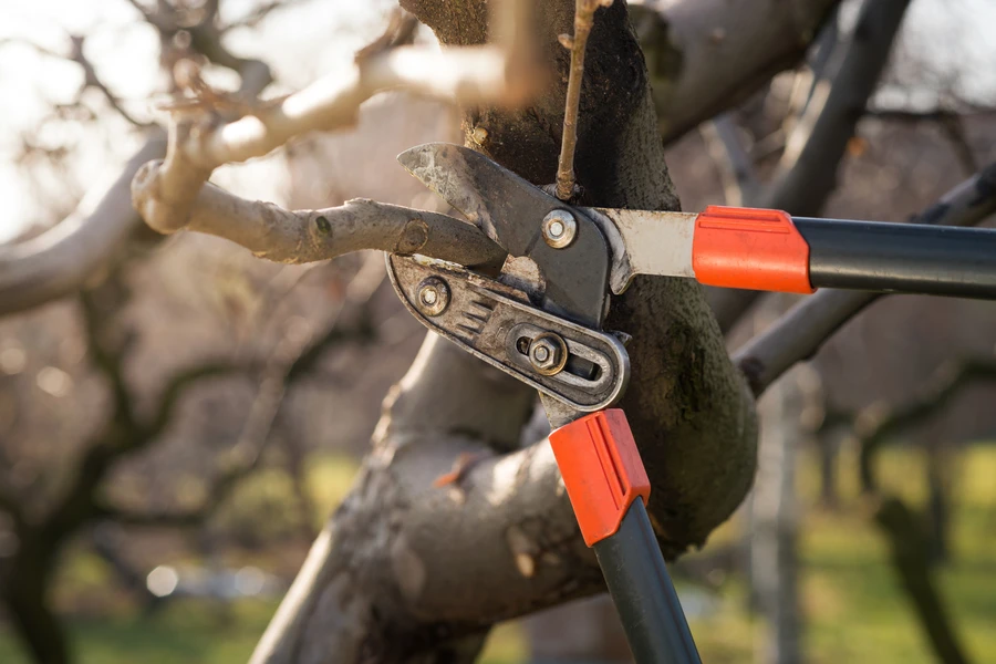 Why Tree Pruning Service Is Essential For Property Safety in Burlington, WA Why Tree Pruning Service Is Essential For Property Safety in Burlington, WA