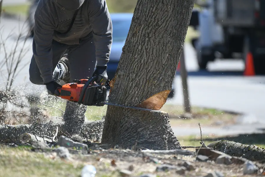 Benefits of Timely Hazardous Tree Removal Services Burlington, WA Benefits of Timely Hazardous Tree Removal Services Burlington, WA