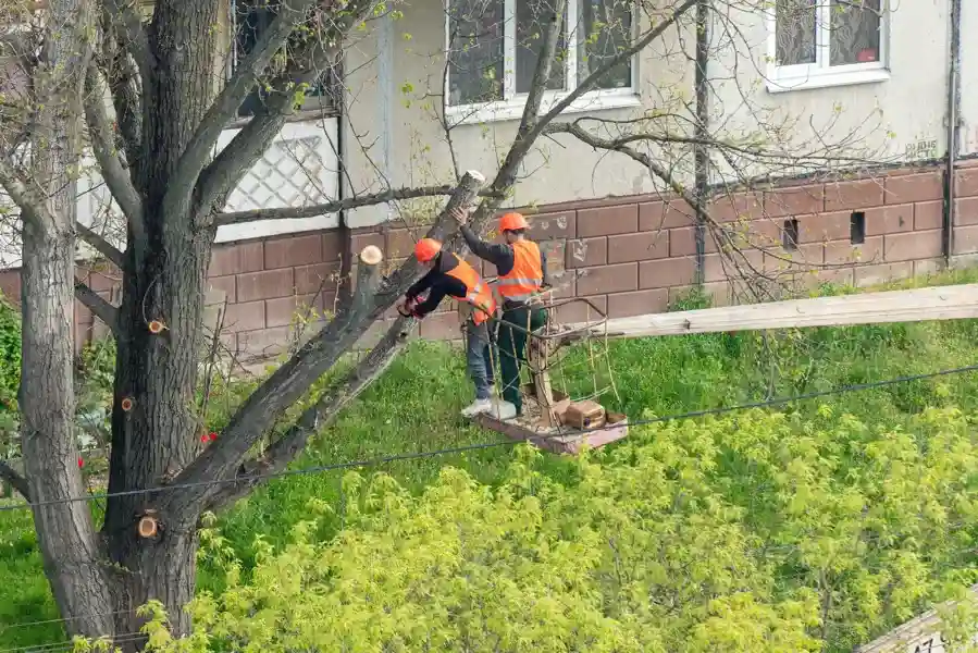 Benefits of Timely Hazardous Tree Removal Services in Burlington, WA Benefits of Timely Hazardous Tree Removal Services in Burlington, WA