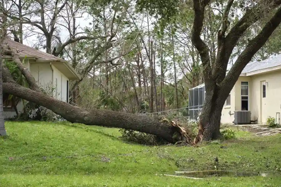 Excellent Hazardous Tree Removal Services in Burlington, WA Excellent Hazardous Tree Removal Services in Burlington, WA