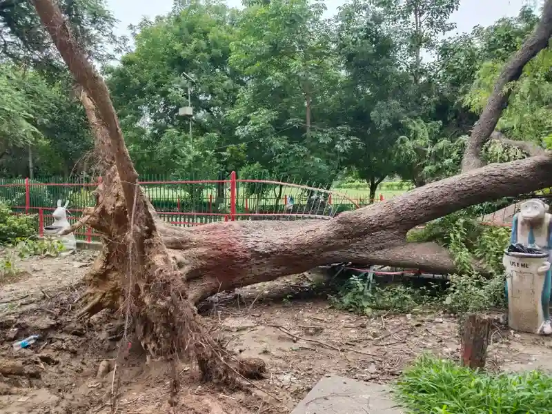 Experienced Hazardous Tree Removal Services in Burlington, WA Experienced Hazardous Tree Removal Services in Burlington, WA