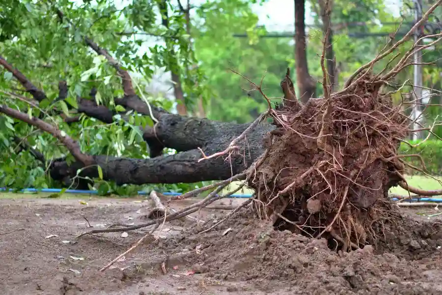 Reliable Hazardous Tree Removal Services in Burlington, WA Reliable Hazardous Tree Removal Services in Burlington, WA