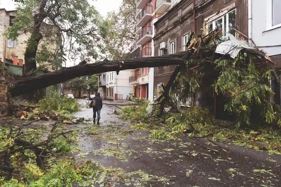 Signs a Tree Requires Hazardous Removal Services Burlington, WA Signs a Tree Requires Hazardous Removal Services Burlington, WA