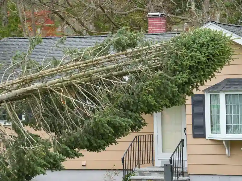 Signs a Tree Requires Hazardous Removal Services in Burlington, WA Signs a Tree Requires Hazardous Removal Services in Burlington, WA